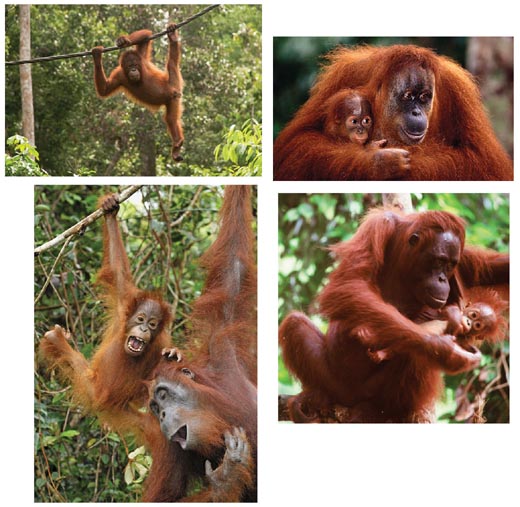 orangutans photos